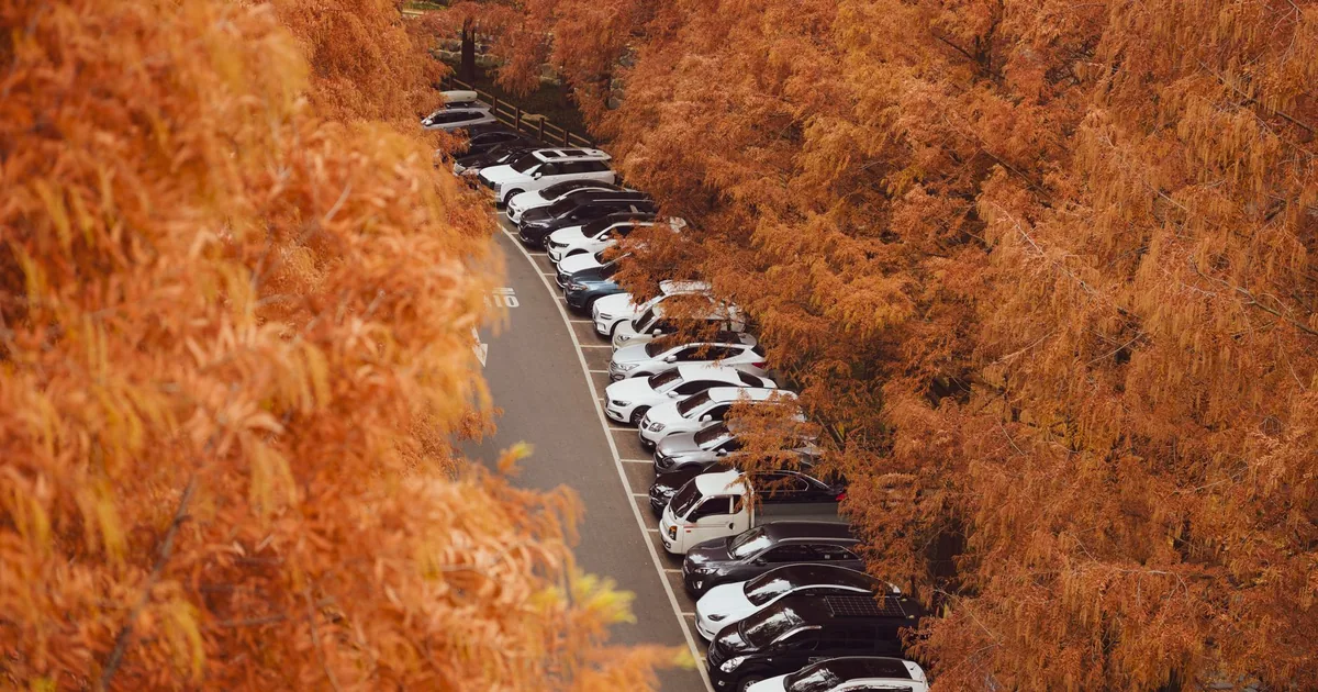 Row of parked cars surrounded by vibrant autumn foliage.