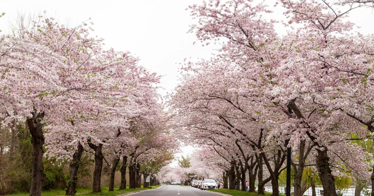 Serene parking area lined with blooming pink trees on both sides.