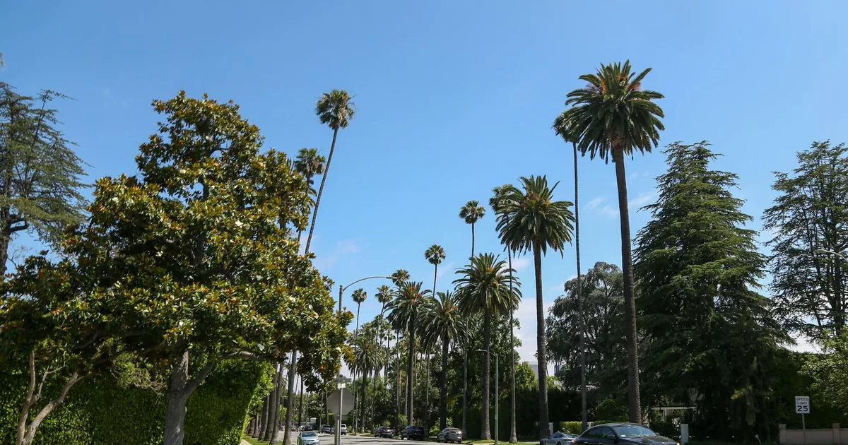 Sunny street lined with tall palm trees and parked cars on both.