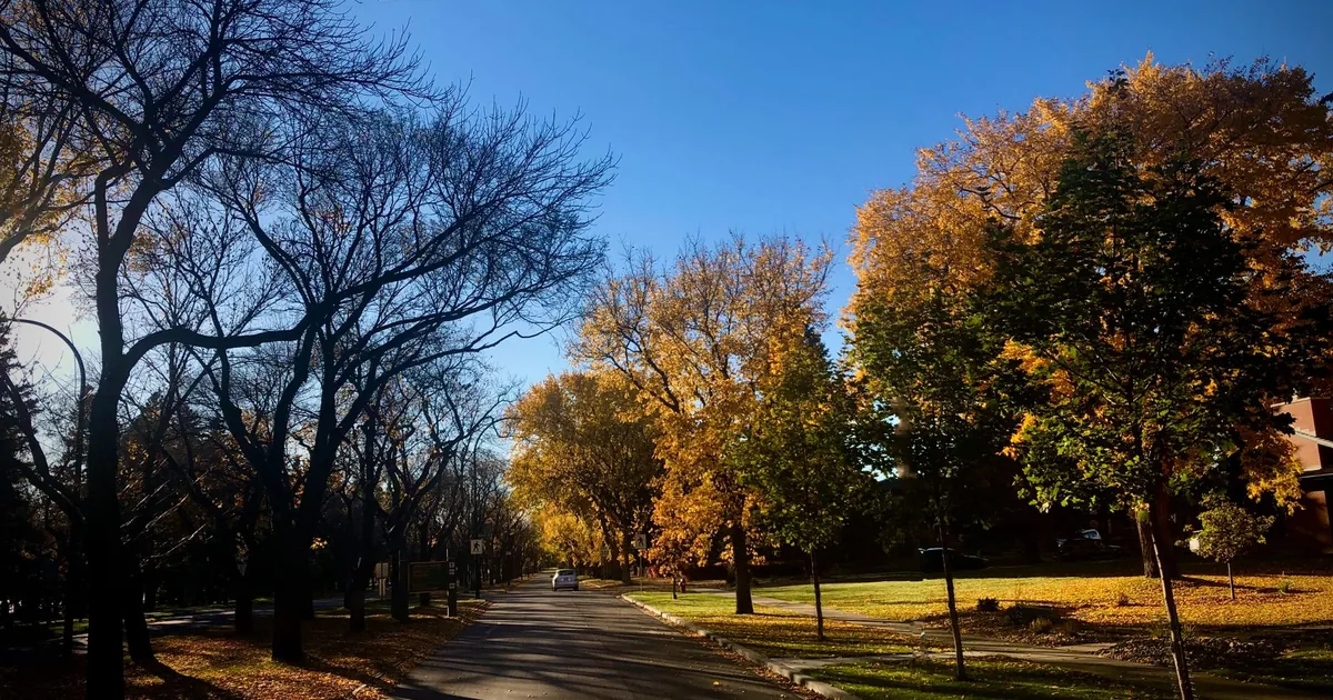 Tree lined street in autumn with parked cars and fallen leaves.
