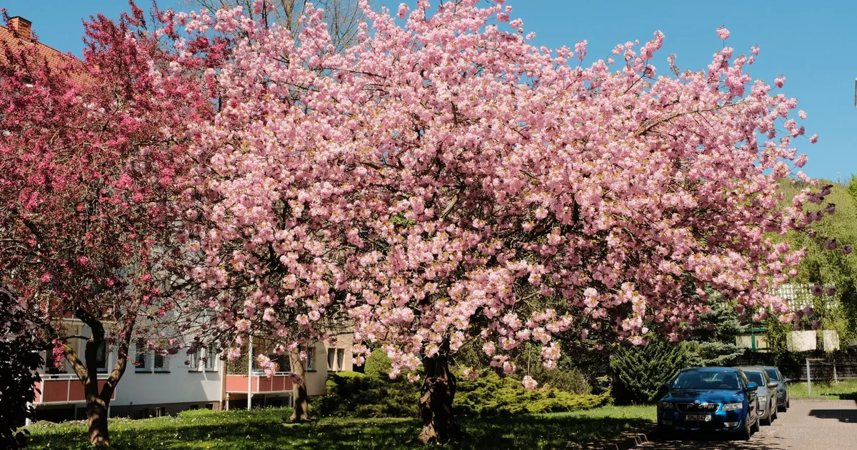 Vibrant tree in bloom with pink flowers beside parked cars in a.