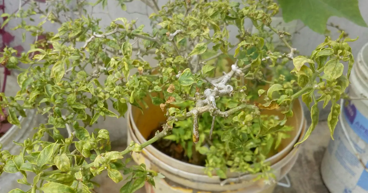 Parking in St Peters, New South Wales